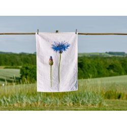 Nr. 15: Kornblomst