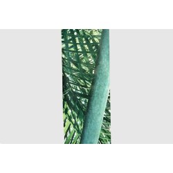 "Palmeblade" Crepe de chine t�rkl�de